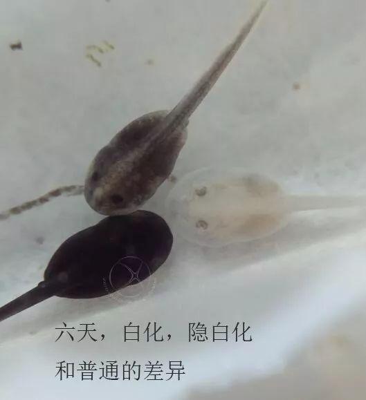 蝌蚪网国产,蝌蚪网引领绿色科技新潮流 第3张 蝌蚪网国产,蝌蚪网引领绿色科技新潮流 第3张