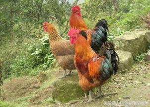 国产插鸡,创新科技引领农业现代化新篇章 第3张 国产插鸡,创新科技引领农业现代化新篇章 第3张