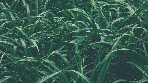 青草青青国产视频,国产视频中的青春记忆与成长轨迹 第2张 青草青青国产视频,国产视频中的青春记忆与成长轨迹 第2张